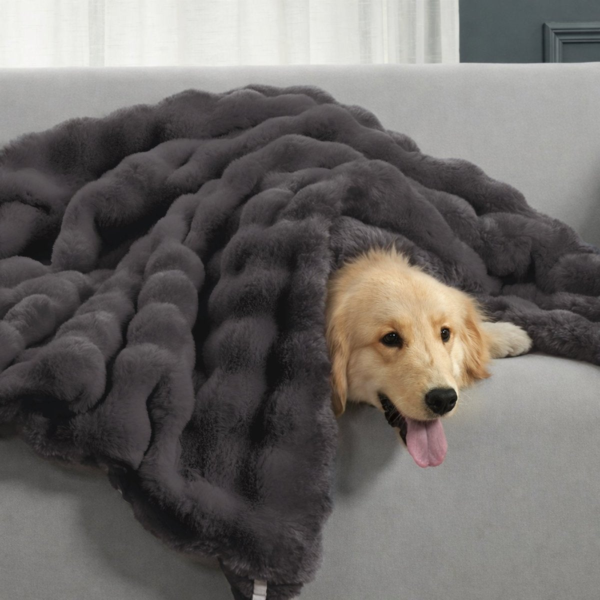 Dog sitting under a Charcoal Grey blanket #Color_Charcoal Grey